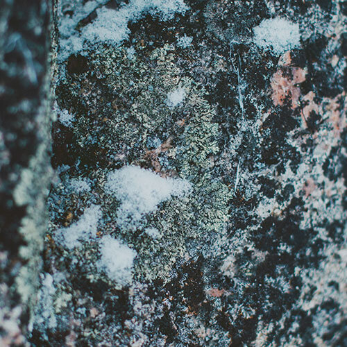 Série de 14 images présentant la forêt environnante, le lac, quelques traces laissées sur la neige par des animaux, et certains détails de la flore nord-côtière