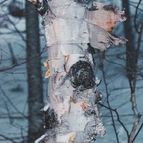 Série de 14 images présentant la forêt environnante, le lac, quelques traces laissées sur la neige par des animaux, et certains détails de la flore nord-côtière