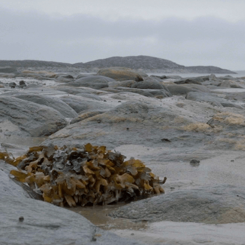 Series of pictures showing the environment of the Qajartalik site: sea, seaweed and rocks
