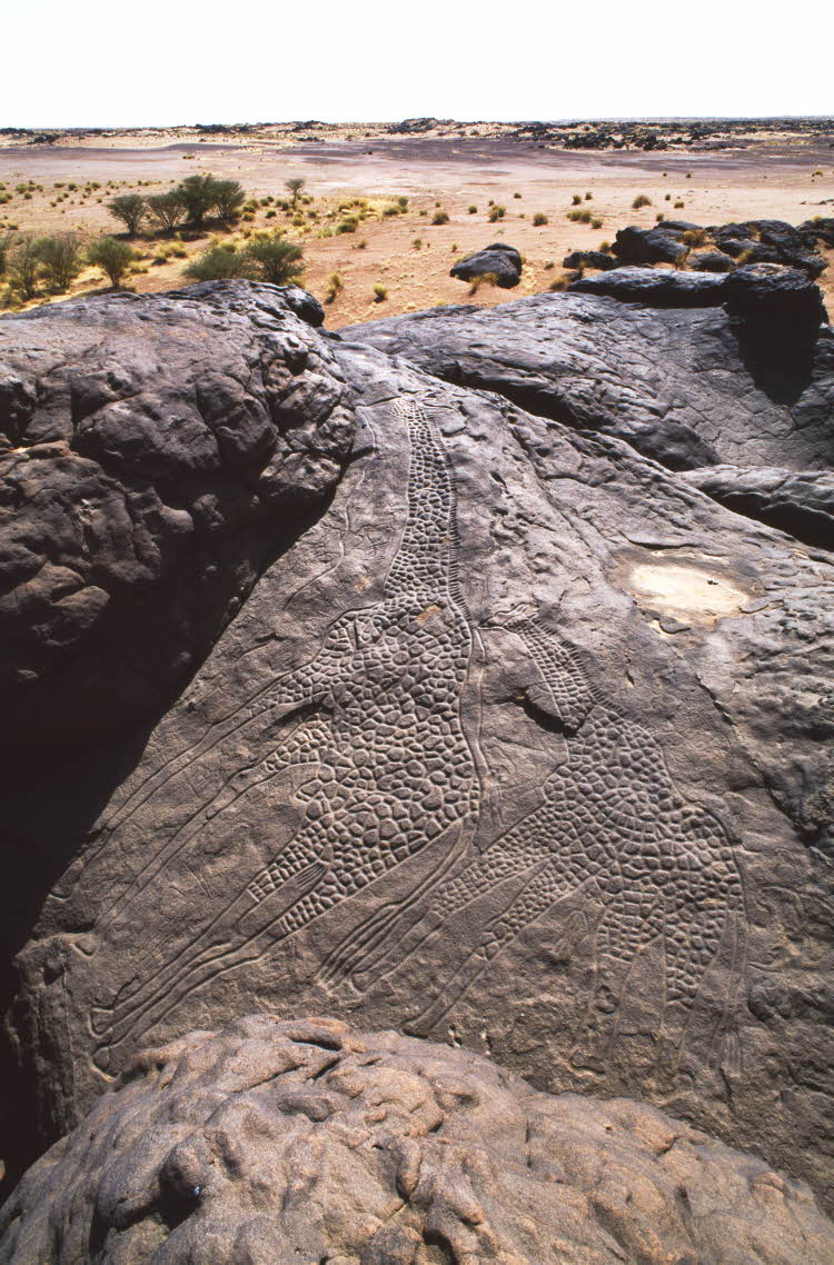 Picture of life-size giraffe carvings at Dabous in the Saharan Desert, Niger